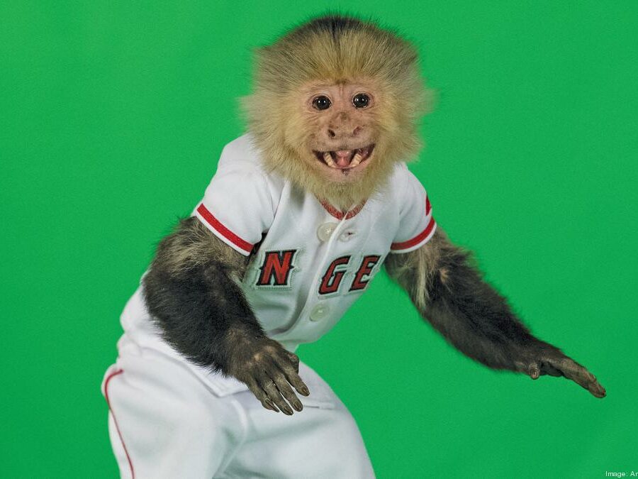 rallymonkey.jpg